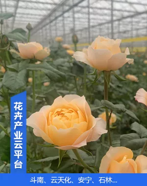 welcome-百乐博·(blb)官方网站